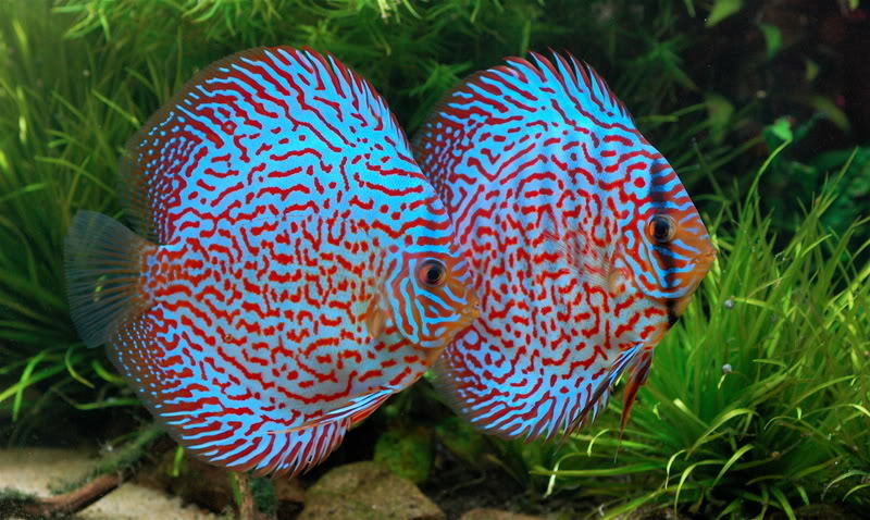 Discus